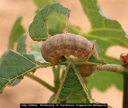 Larva alimentándose en hoja