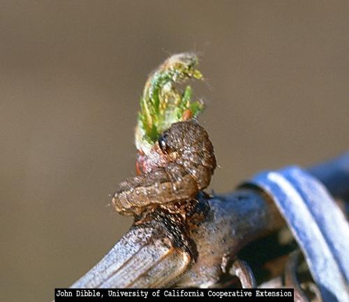 Larva en yema