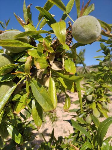 Almendro afectado