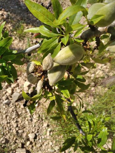 Síntomas en almendro