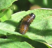 Larva joven