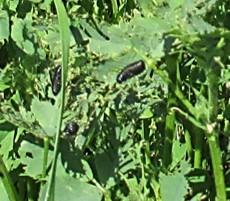 Larva sobre alfalfa