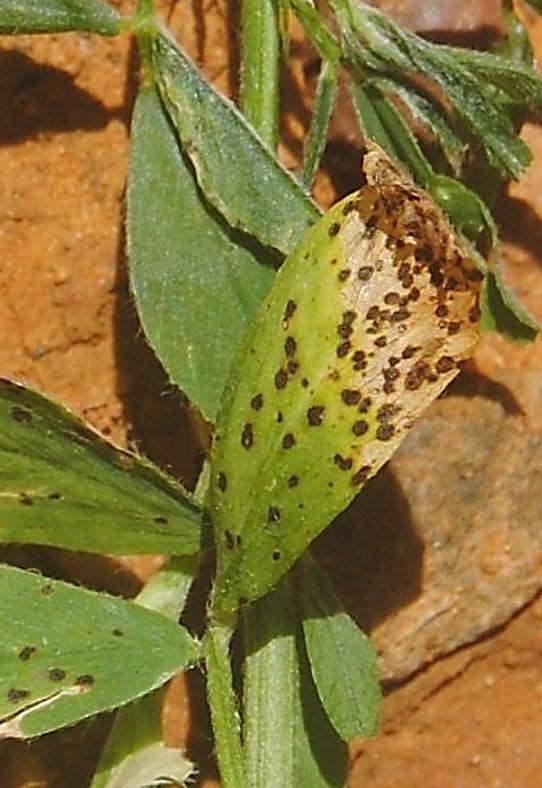 Detalle del foliolo