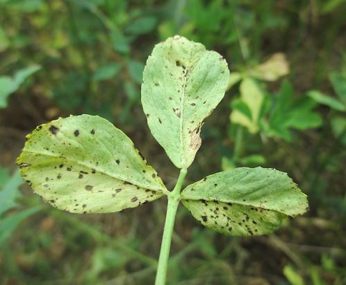 Envés de la hoja