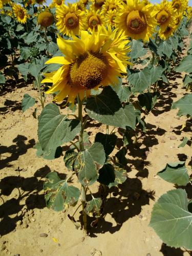 Girasol afectado