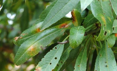 Manchas en hoja