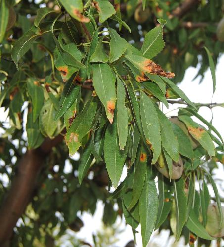 Síntomas en almendro