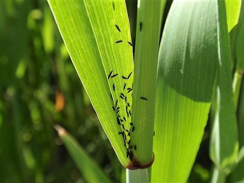 Adulto en axila foliar