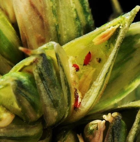 Larva alimentándose en grano