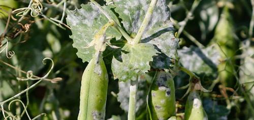 Síntomas en hoja y vaina