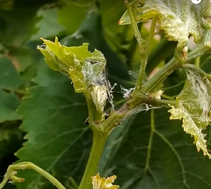 Hoja doblada con hilos sedosos