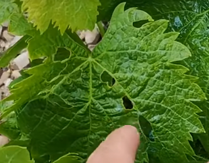 Mordeduras en hoja