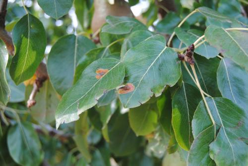 Lesiones en hoja