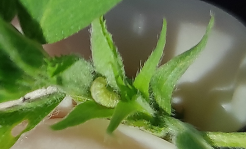 Larva en yema de alfalfa
