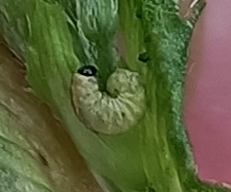 Larva enroscada