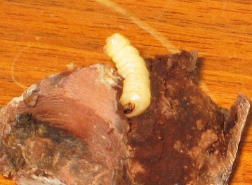Larva sobre madera