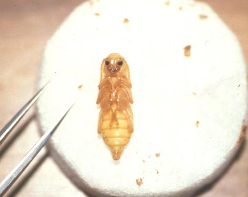 Pupa