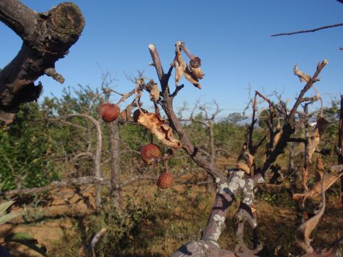 Árbol muerto