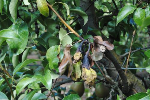 Daños en hojas y frutos de peral