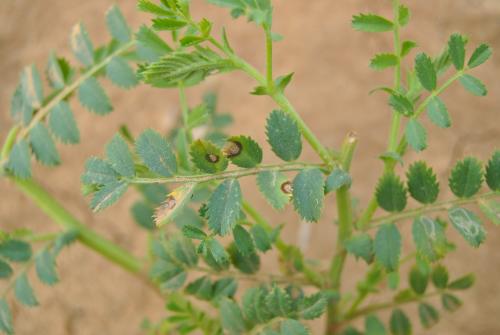 Manchas en hoja de garbanzo