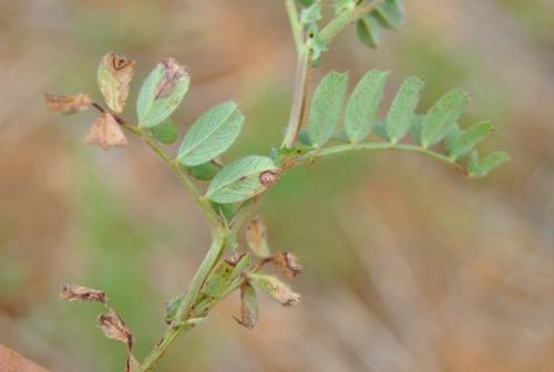 Manchas en hoja de veza