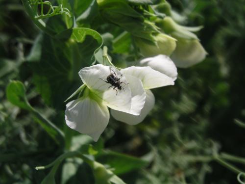 Adulto en flor