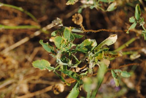 Síntomas en hojas de alfalfa