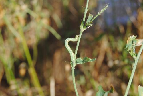 Larva