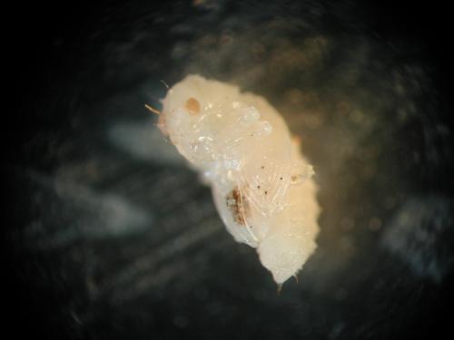 Pupa