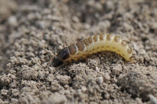 Larva