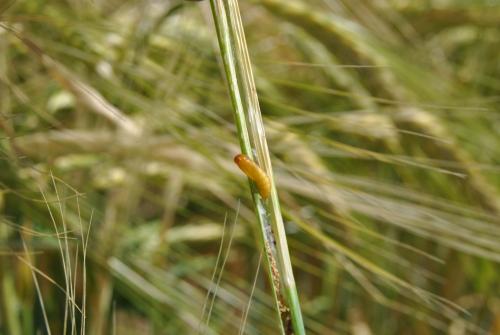 Larva en caña