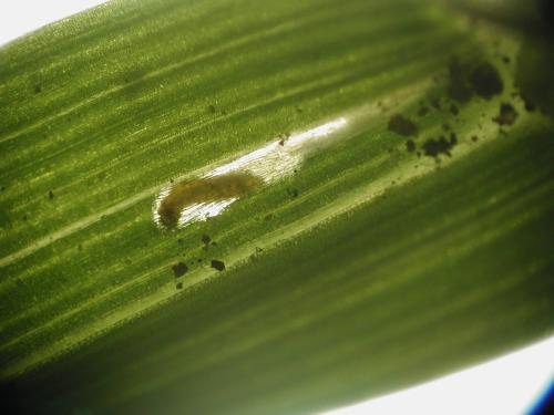 Larva en interior de hoja
