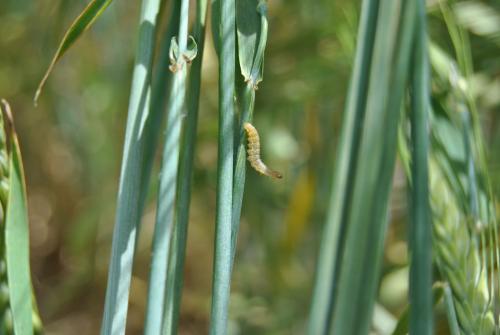 Larva en tallo