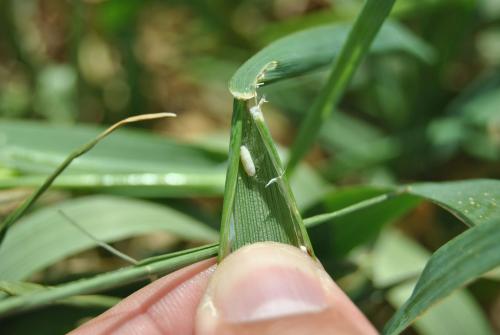 Pupa