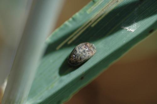 Detalle de larva