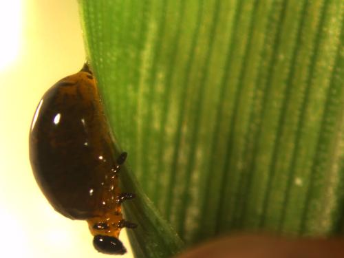 Larva desarrollo tardío