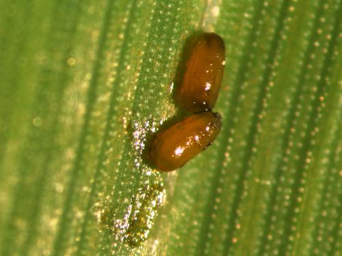 Larva en desarrollo temprana