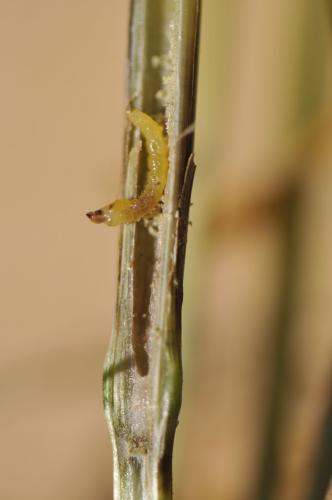 Larva en caña