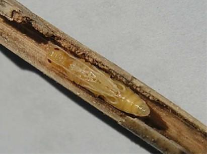 Pupa