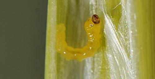 Larva en tallo seccionado