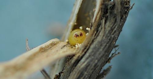 Larva en tallo seccionado