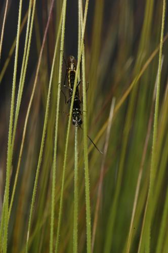 Adulto  <em>Trachelus tabidus</em>