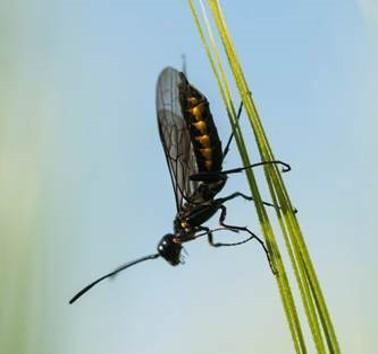 Adulto <em>Trachelus tabidus</em>