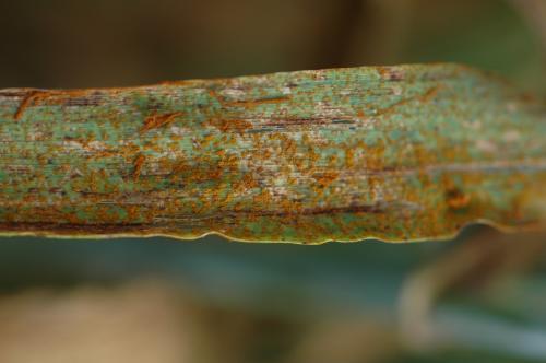 Hoja con pústulas