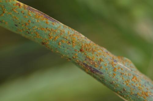 Pústulas en hoja