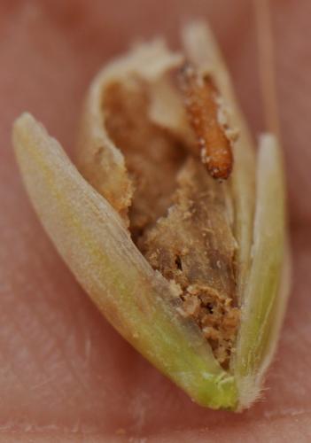 Grano comido y pupa. 2ª generación