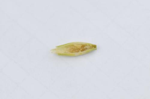 Larva en grano