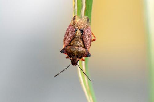 Adulto <em>Carpocoris</em>