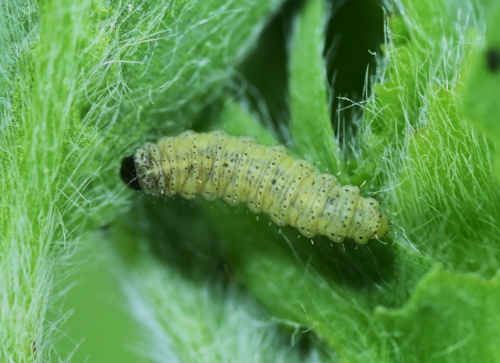 Larva