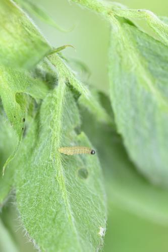 Larva en yema